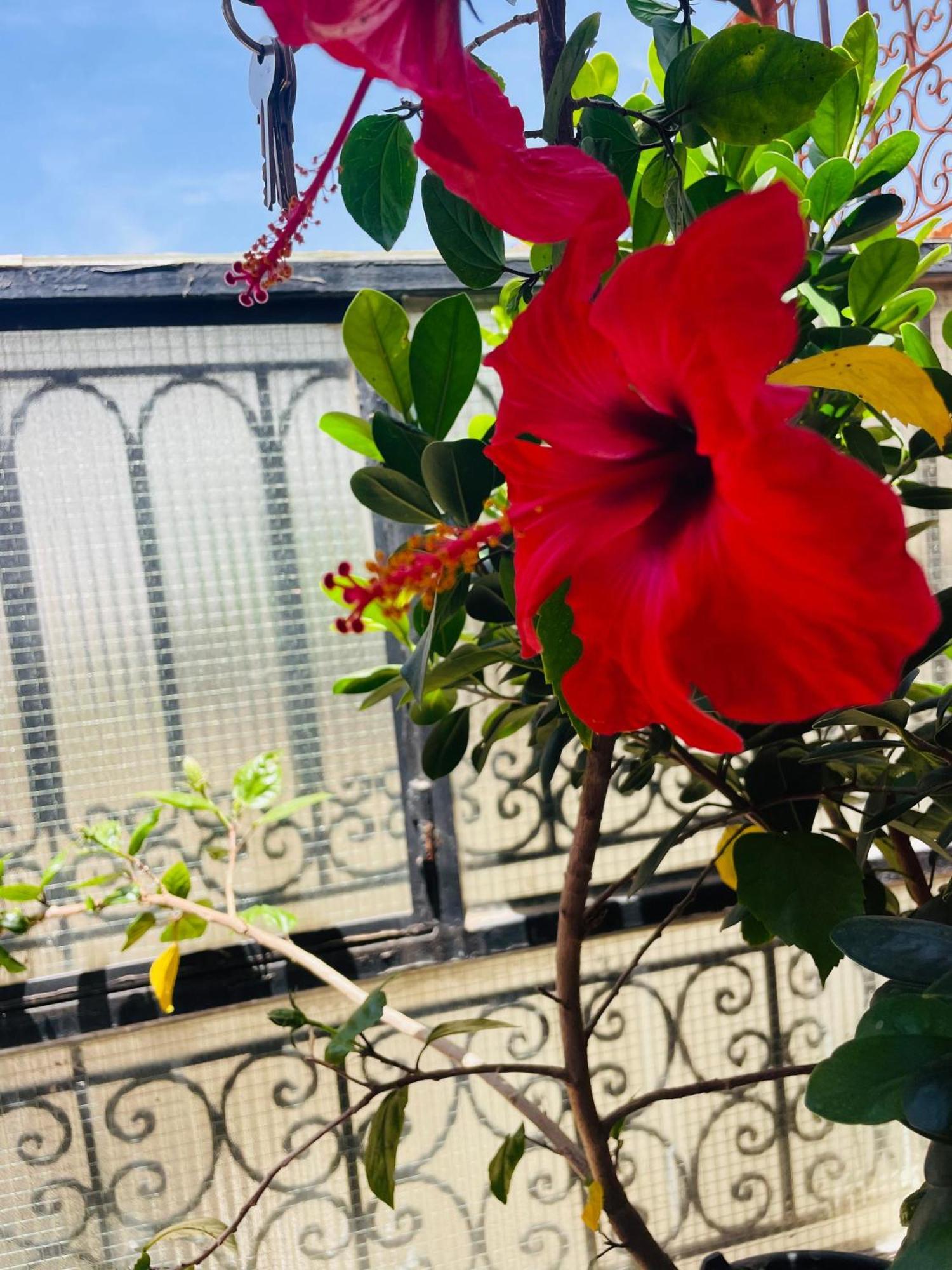 Riad Ms Holidays Terrasse Privatise Marrakech Marrakesz Zewnętrze zdjęcie